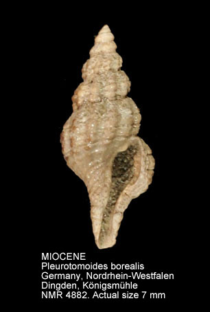 MIOCENE Pleurotomoides borealis.jpg - MIOCENEPleurotomoides borealis(Kautsky,1925)